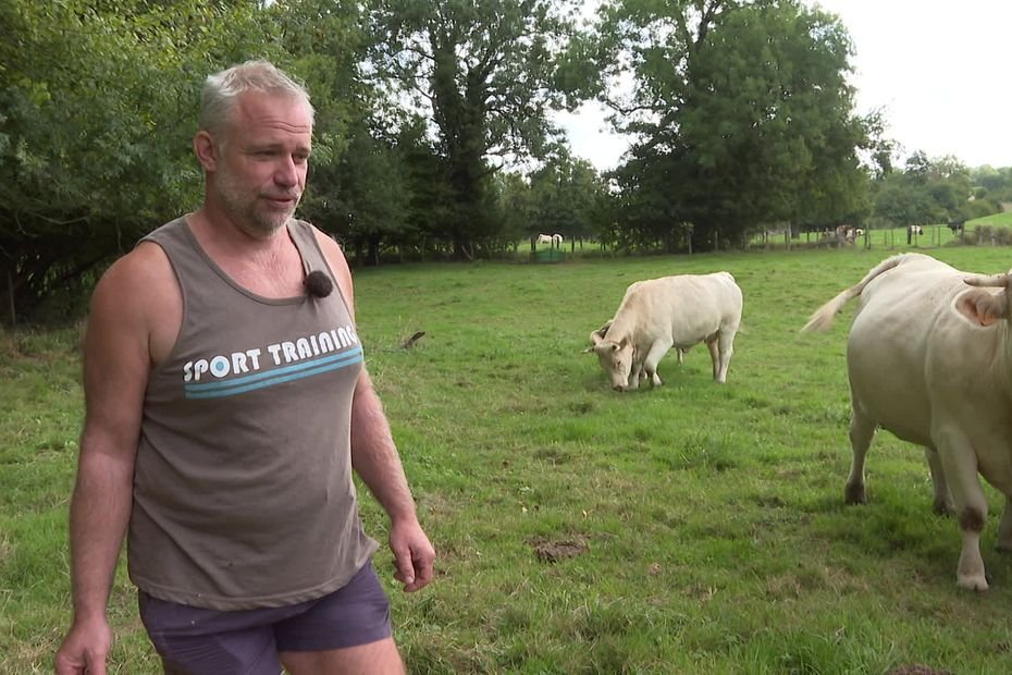 Dermatose nodulaire : des éleveurs empêchés de rapatrier leurs vaches prêtes à vêler