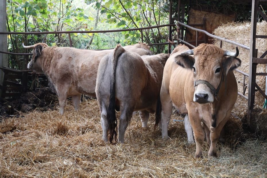 « On va vers la mort de tous les éleveurs » un nouveau cas de dermatose suspecté, une ferme bloquée