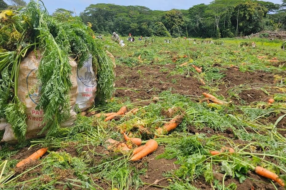 Moins de carottes, mais pas de gaspillage à Tubuai