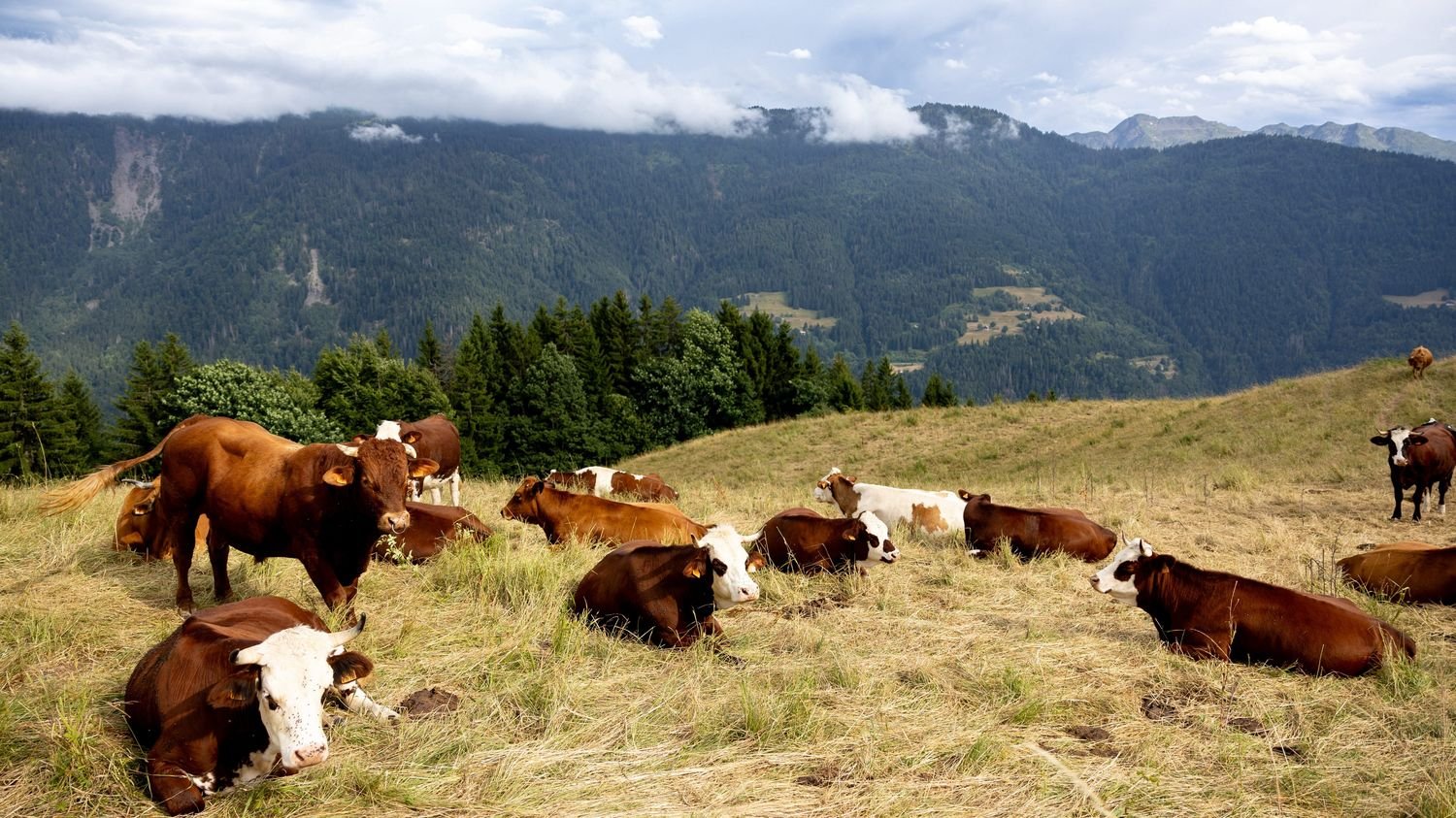 Dermatose nodulaire : « Le triptyque, arrêt des mouvements, vaccinations et dépeuplement le plus rapide possible » a été efficace en Savoie, témoigne la Chambre d’agriculture du département