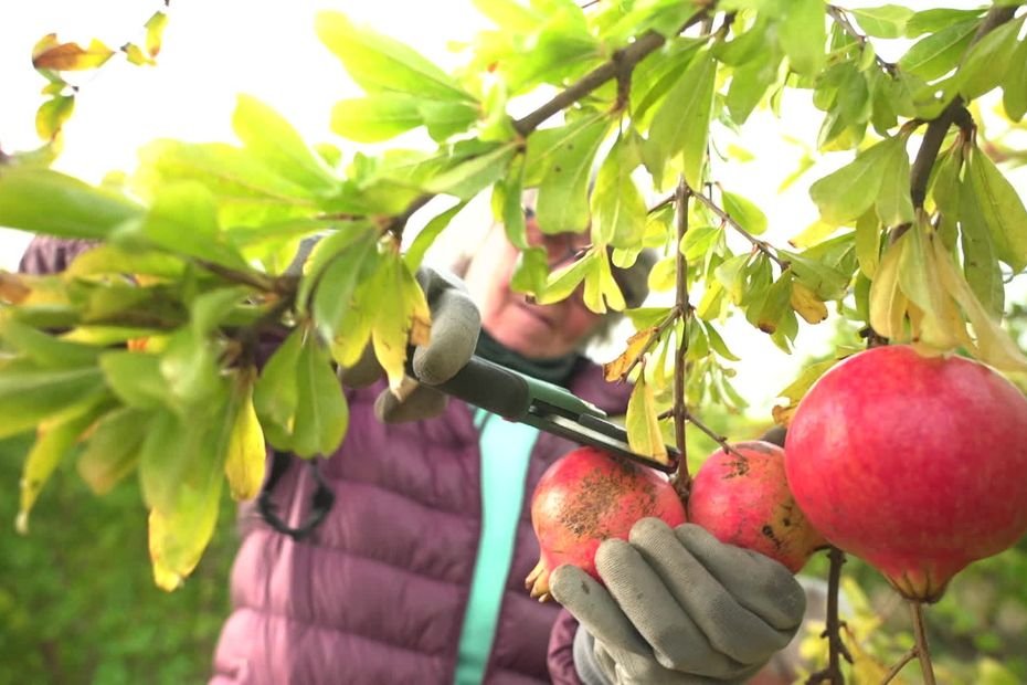« C’est peut-être un marché en développement » : pourquoi ce fruit est-il devenu l’un des préférés des agriculteurs en recherche de diversification