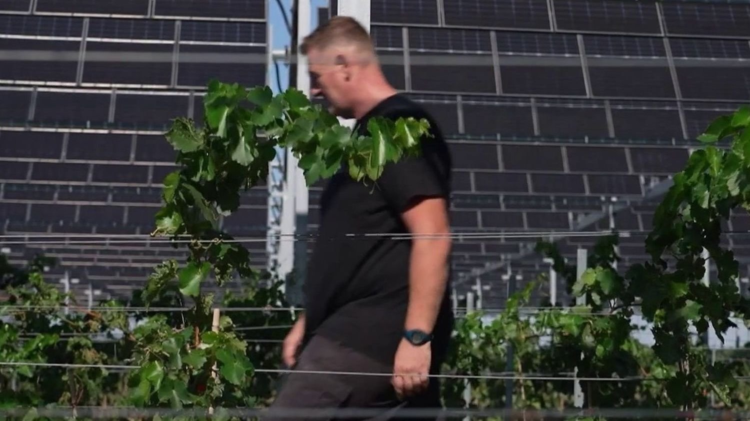 Sécheresse : dans l’Aude, les viticulteurs cherchent la parade pour sauver leur production
