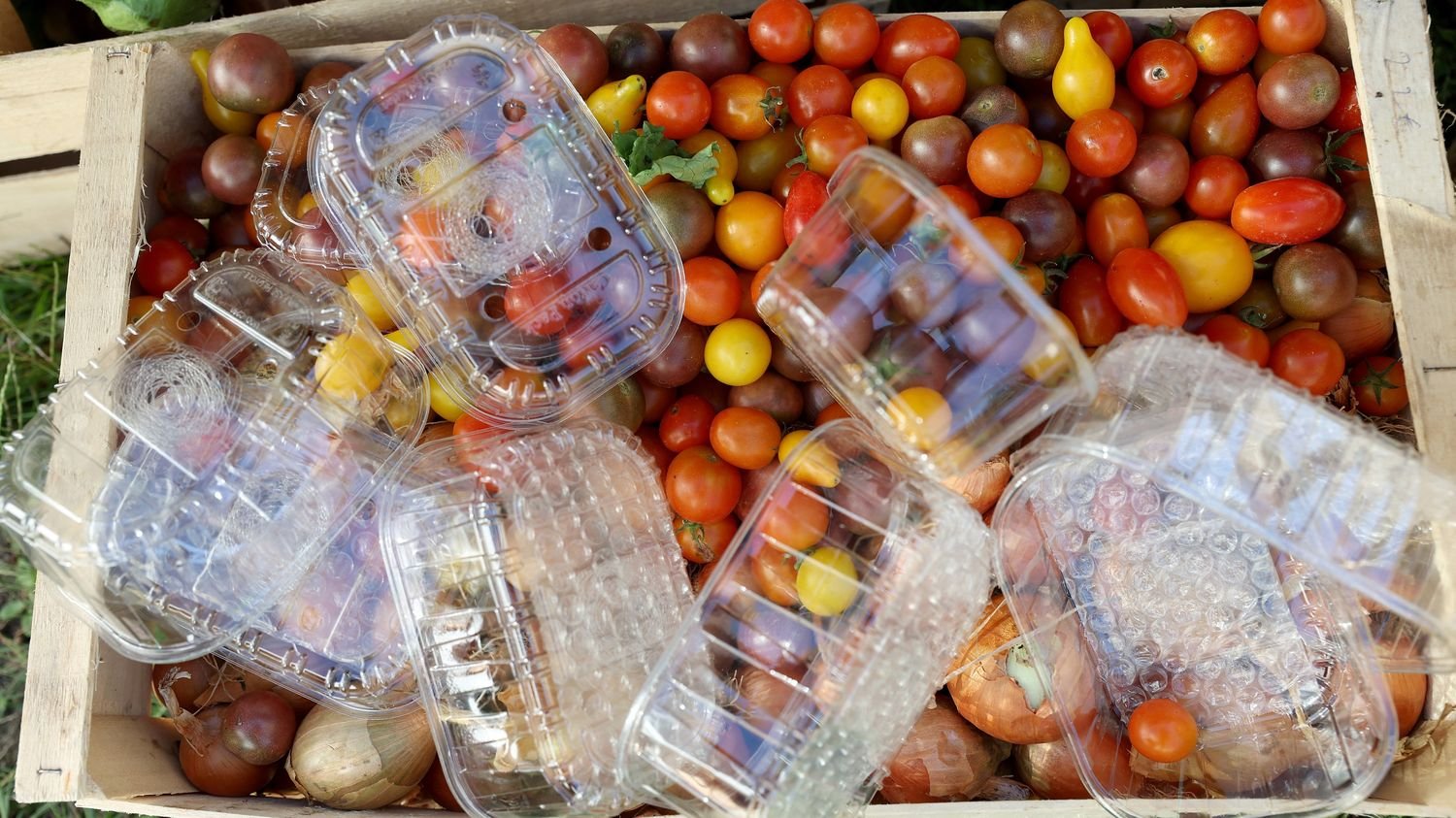Face à la baisse des ventes de tomates cerises françaises, la filière lance « un appel à l’acte citoyen »