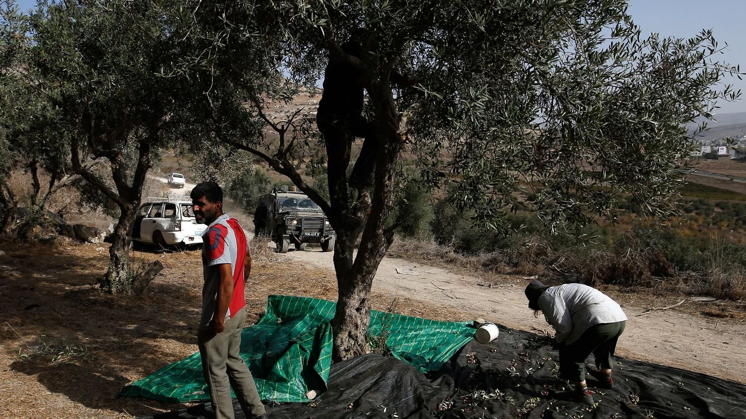 « Ils nous sont tombés dessus » : les Palestiniens dénoncent la recrudescence des attaques des colons israéliens en Cisjordanie
