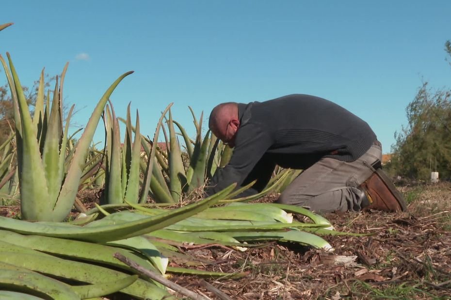« On a perdu 90 % de la récolte, il fallait trouver d’autres alternatives » : l’aloe vera, le plan B de ces viticulteurs