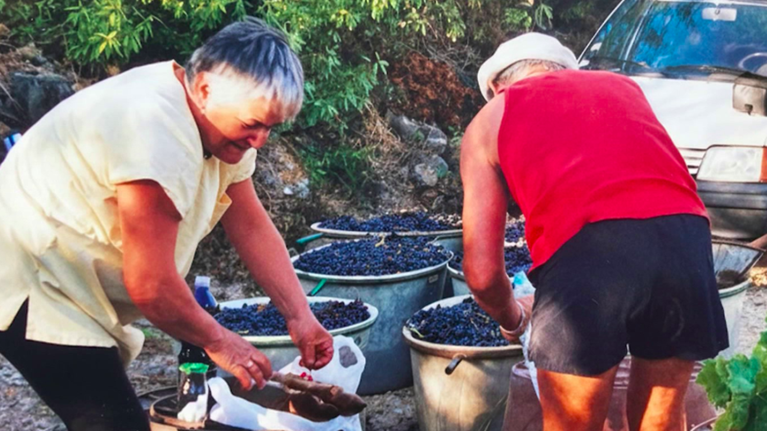 Vendanges : à Gruissan, le vin comme symbole de partage et de traditions