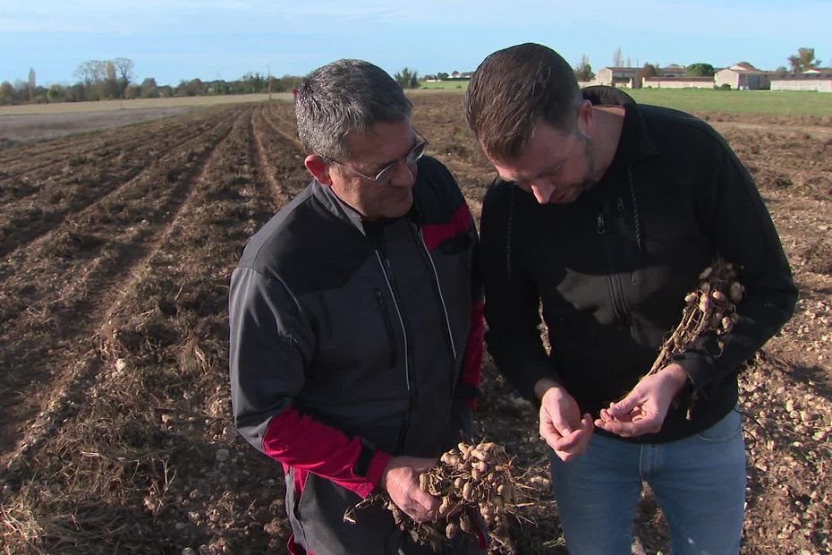 « Proposer un produit 100 % français » : la filière de la cacahuète débarque, une nouvelle culture aux multiples atouts environnementaux