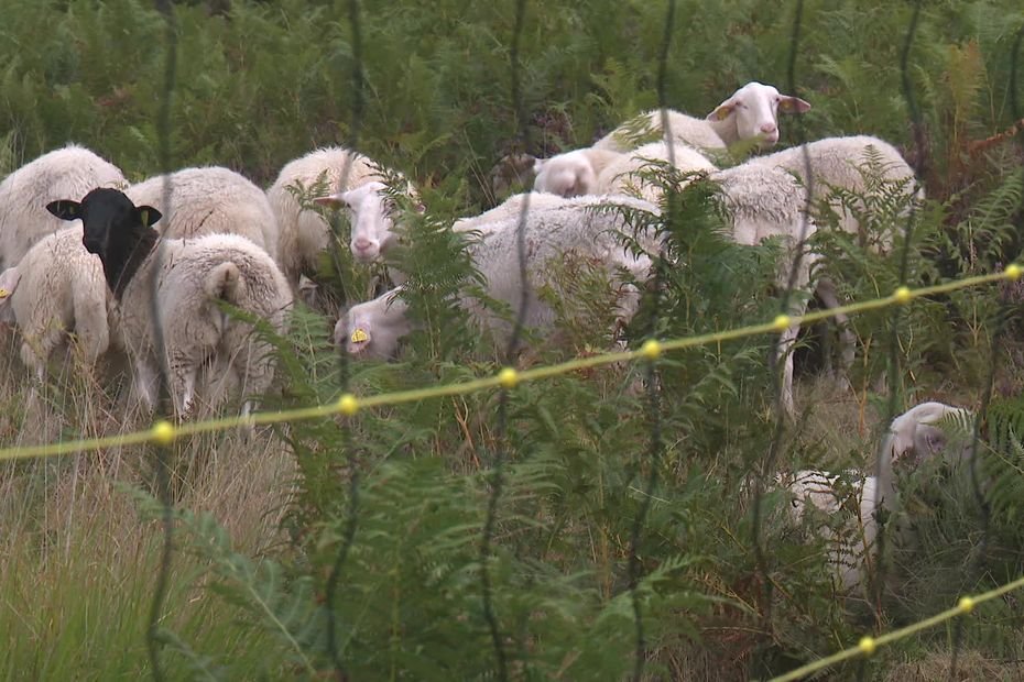 Autoriser la chasse au loup ou le protéger, éleveurs et défenseurs de l’environnement toujours opposés