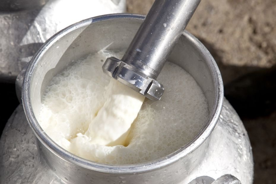 « Des années qu&rsquo;ils se foutent de notre gueule » : le prix du lait s&rsquo;effondre, Lactalis dans le viseur des agriculteurs