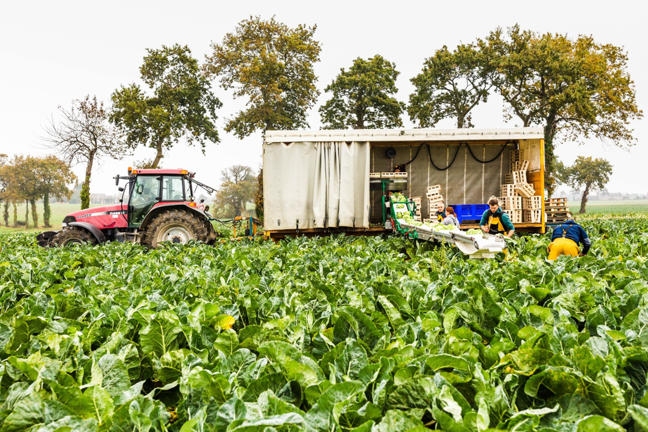 « Les producteurs sont à bout » : la filière du chou-fleur est sous tension en Bretagne, certains pensent « arrêter le métier »