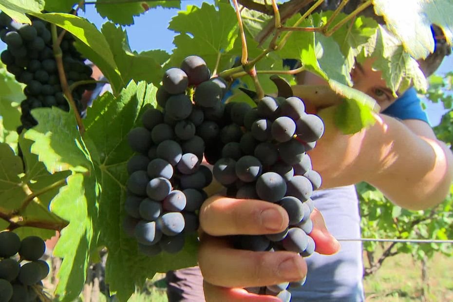 Les vendanges n’ont jamais commencé aussi tôt en Alsace, « ce qui était exceptionnel devient la norme »