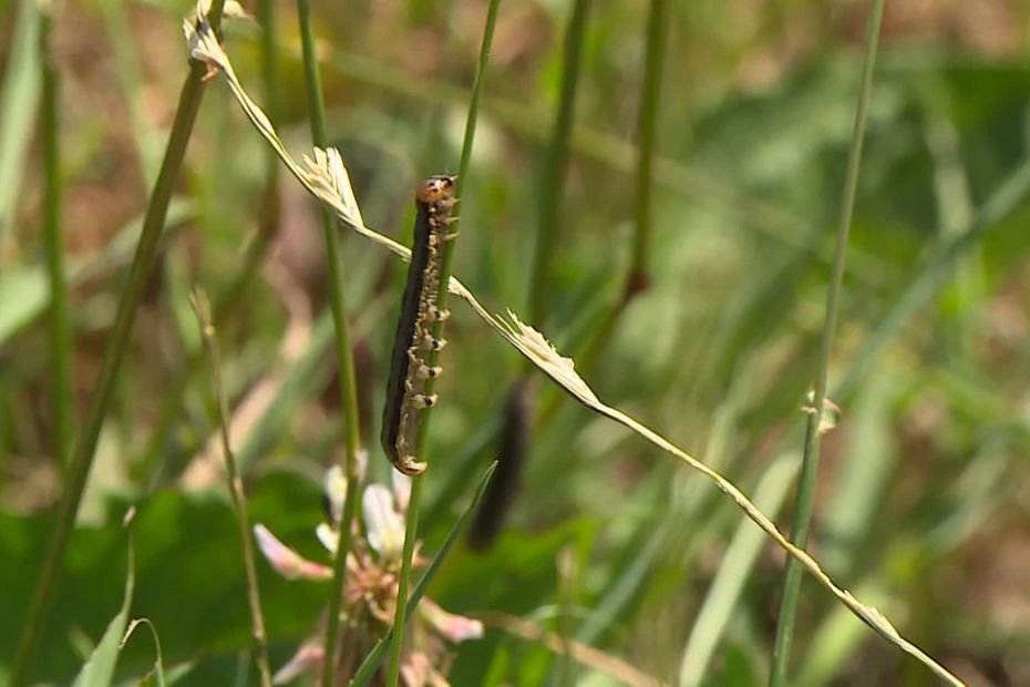 « Elles peuvent détruire une parcelle en 24 heures » : la prolifération d’une chenille dans les prairies pyrénéennes inquiète les éleveurs de brebis