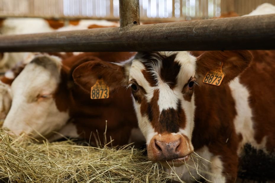 Atteint de la dermatose nodulaire malgré la vaccination, un troupeau de bovins abattu : d’après la préfecture, « c’est un cas qui était possible »