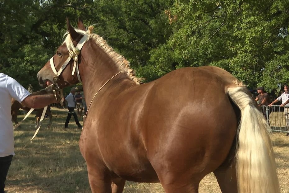 Le cheval de trait à l’honneur à Mirabel : « Ça reste un cheval de ferme, un animal de rente, lié à l’agriculture »
