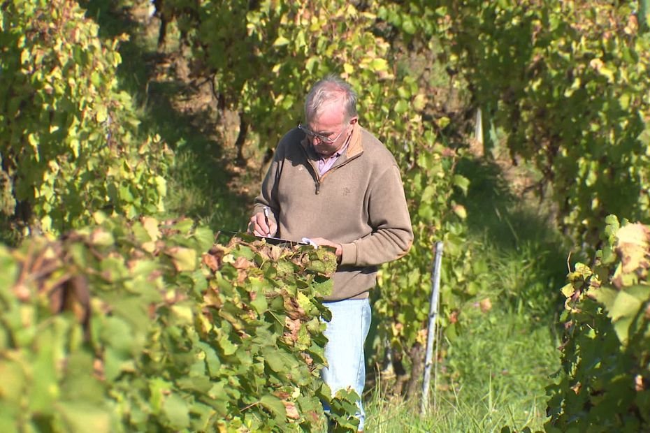 “Un pied malade peut en contaminer 10 l’année suivante” : face à la flavescence dorée, des vignerons solidaires