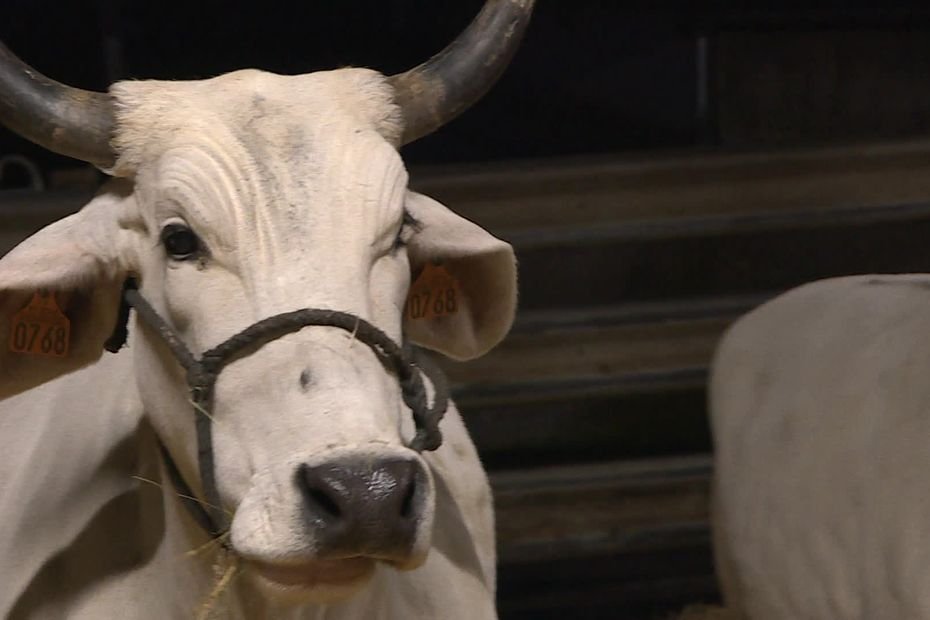 “On l’appelle le 4×4 des savanes” : mais qui est Biguine, la vache égérie du salon de l’Agriculture 2026 ?
