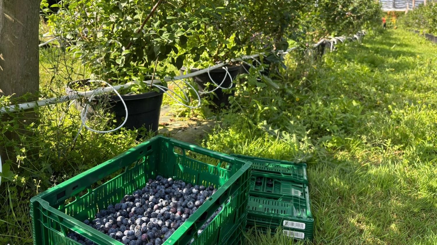 REPORTAGE. « Les apporter dans toute la France » : les grandes ambitions des producteurs de myrtilles en Bretagne