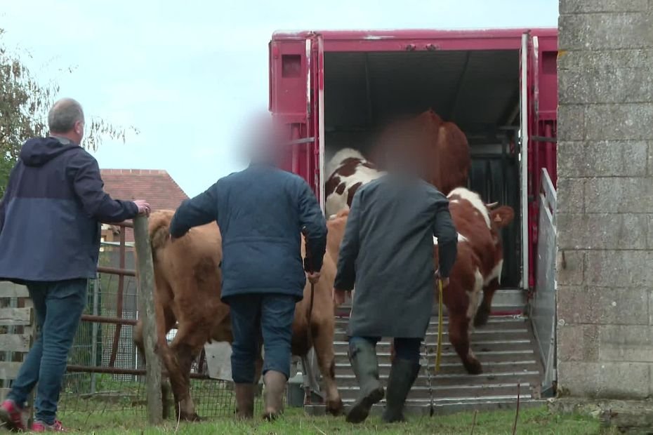 TÉMOIGNAGE. « C&rsquo;est un traumatisme pour les éleveurs encore aujourd&rsquo;hui » : après la tuberculose, la dermatose ravive la crainte d&rsquo;abattage des troupeaux