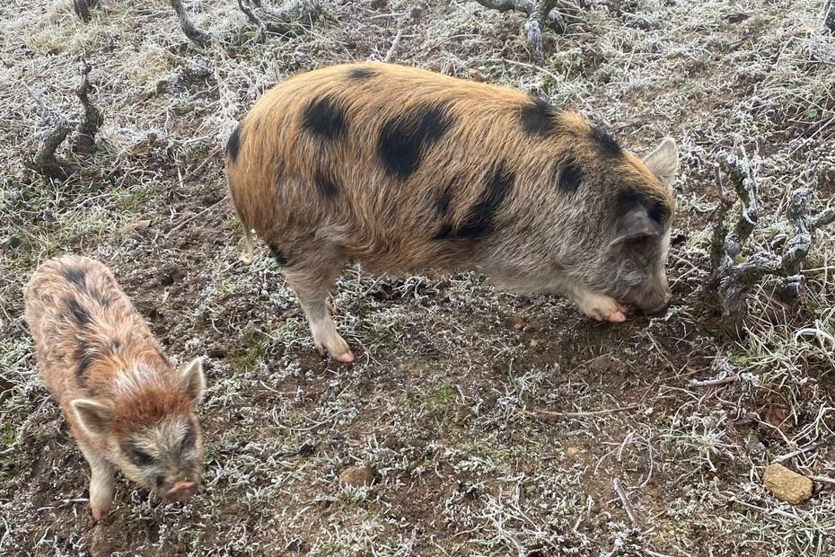 Insolite : mieux qu’un herbicide ou des machines, des cochons pour entretenir les vignes