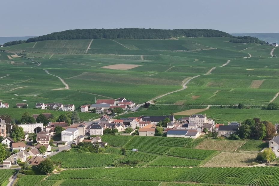Groupes Facebook, prestataires, fidèles… Le recrutement des saisonniers, un moment crucial pour des vendanges réussies en Champagne