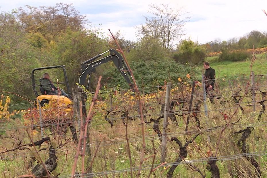 « Apporter une réponse à nos vignerons face au réchauffement climatique » : les sols des vignobles auvergnats cartographiés sur 350 hectares