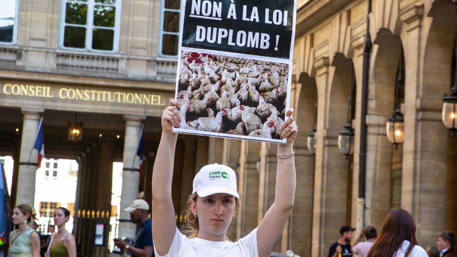 Censure partielle de la loi Duplomb : comment les opposants et les partisans du texte comptent poursuivre leur mobilisation à la rentrée