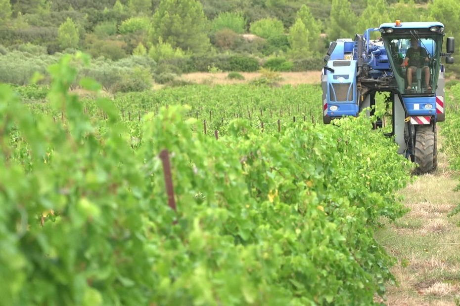 Vins. « Les efforts d’une saison de travail sont partis en dix jours » : la canicule a bouleversé les vendanges, jusqu’à 40% de pertes pour ce viticulteur