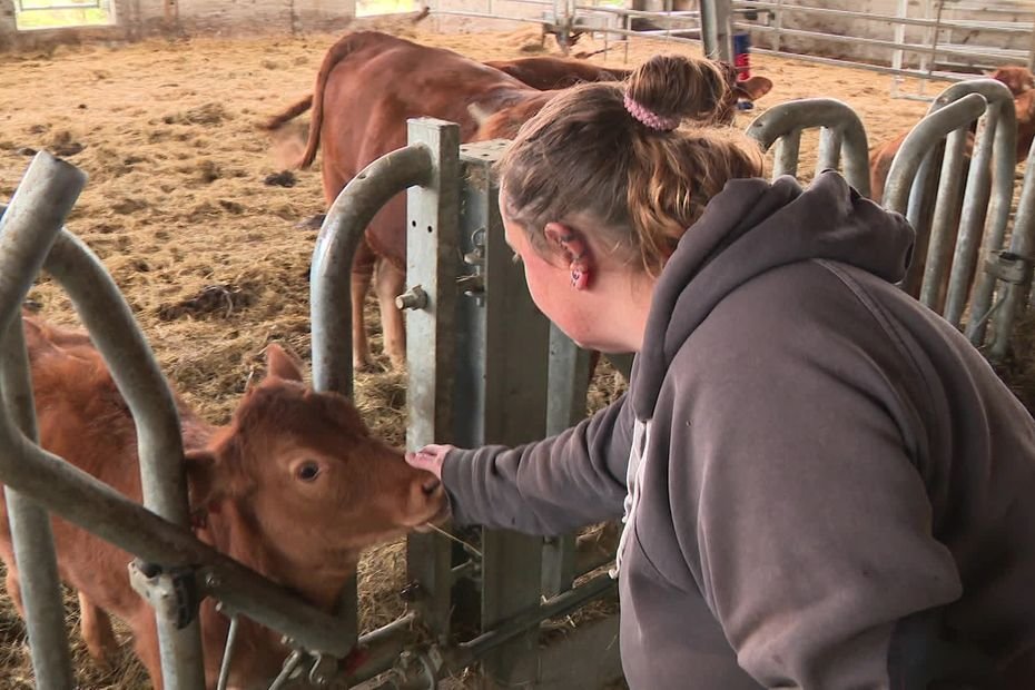 « Je ne veux pas les voir mourir comme ça” : la découverte d’un cas de dermatose nodulaire dans le Rhône inquiète les éleveurs des alentours