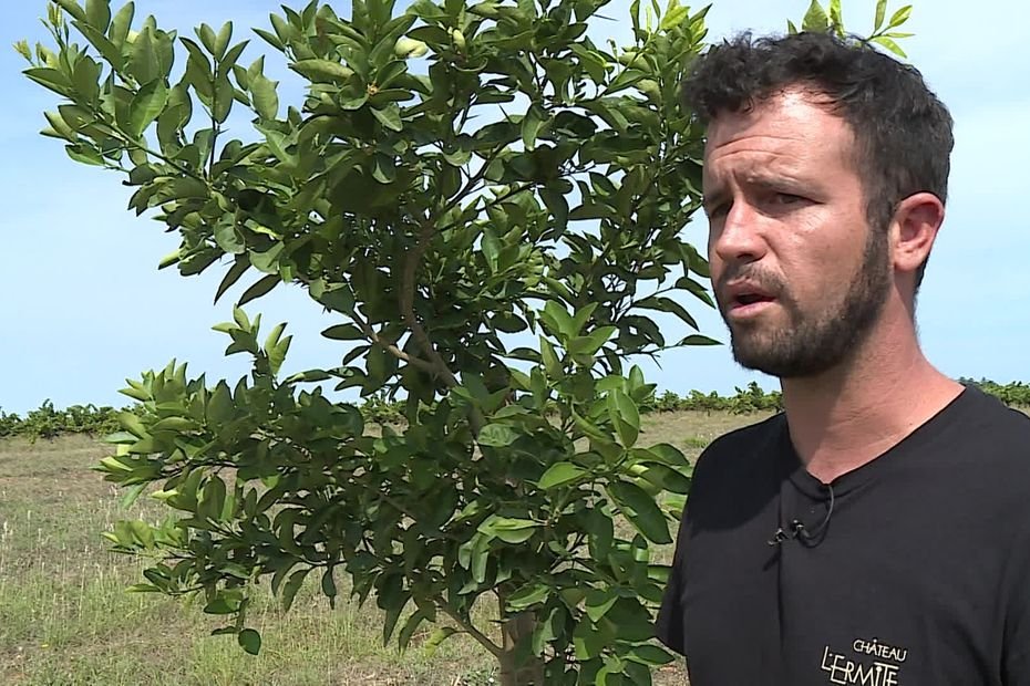 Agriculture : il plante des agrumes japonais dans ses vignes pour s’adapter au changement climatique