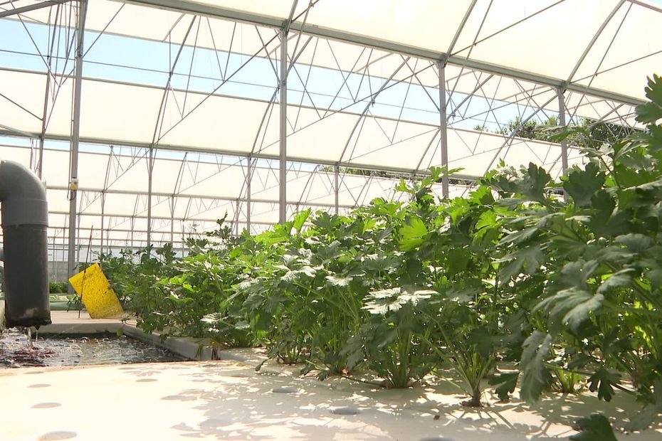 « C’est une eau en recirculation permanente » : comment ces agriculteurs font pousser leurs légumes grâce à la pisciculture