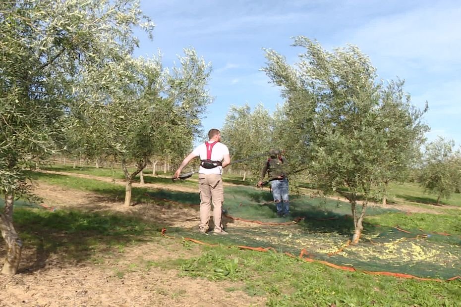 « Au 12ème siècle, il y avait déjà des oliviers sur nos coteaux ! », le nouvel atout agricole de ce département face au déclin de la vigne