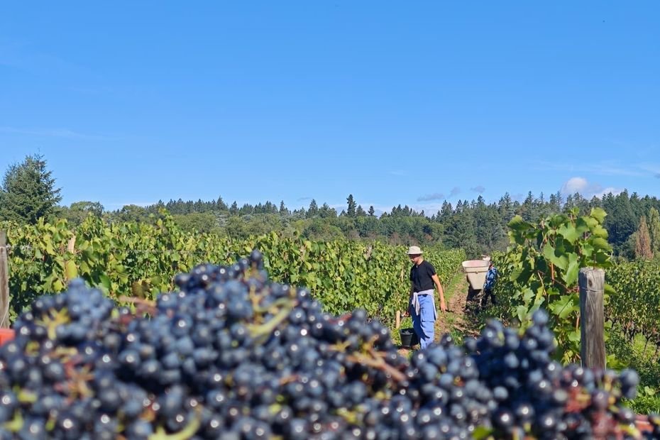 « On est la preuve vivante que ça fonctionne » : uniques en France, les vignes relais permettent aux jeunes vignerons de lancer leur activité