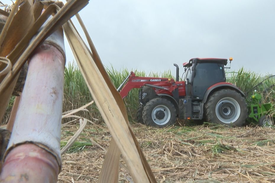 Une nouvelle « coupeuse portée » pour faciliter le travail des planteurs de canne à sucre