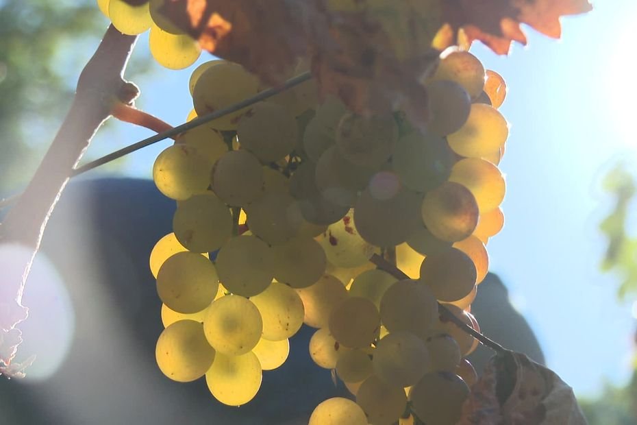 Des vendanges à 850 mètres d’altitude, une première récolte jugée prometteuse en Balagne, « le raisin a une belle maturité »