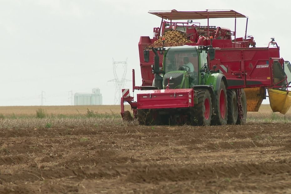 La récolte de pommes de terre abondante, à un niveau inédit, déséquilibre le marché de l’offre et de la demande, au détriment des producteurs