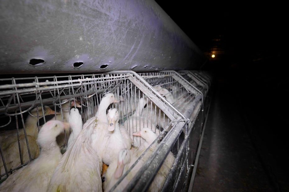 « Mon client n’est pas un tortionnaire de canards » : un éleveur jugé pour maltraitance animale après un signalement de L214
