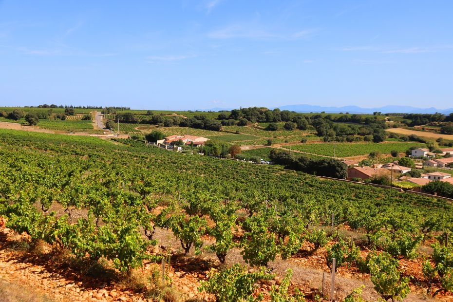 “On perd un des marchés les plus rémunérateurs” : la menace de Trump d’une taxe à 200% sur les vins français inquiète les viticulteurs