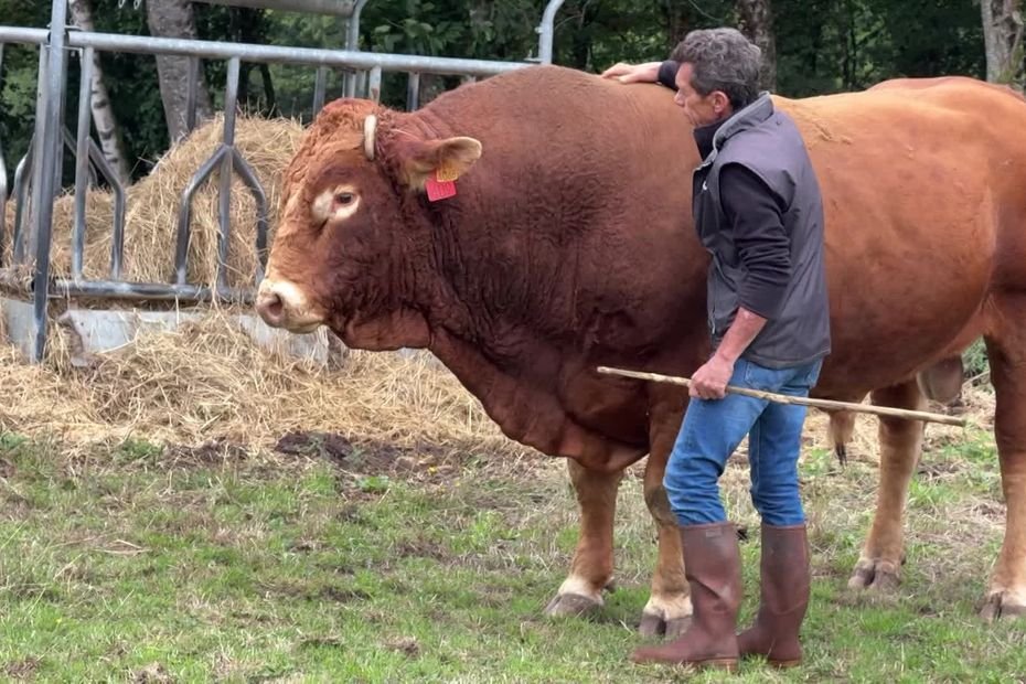 La vache limousine, autrefois petite et rustique, désormais star des élevages dans le monde entier