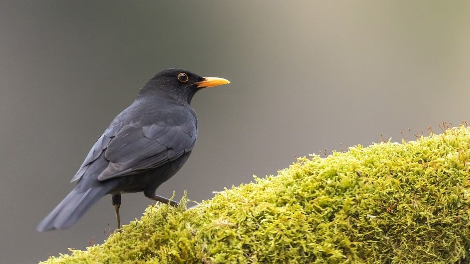 Les populations d’oiseaux en France en légère augmentation après l’interdiction des néonicotinoïdes depuis 2018