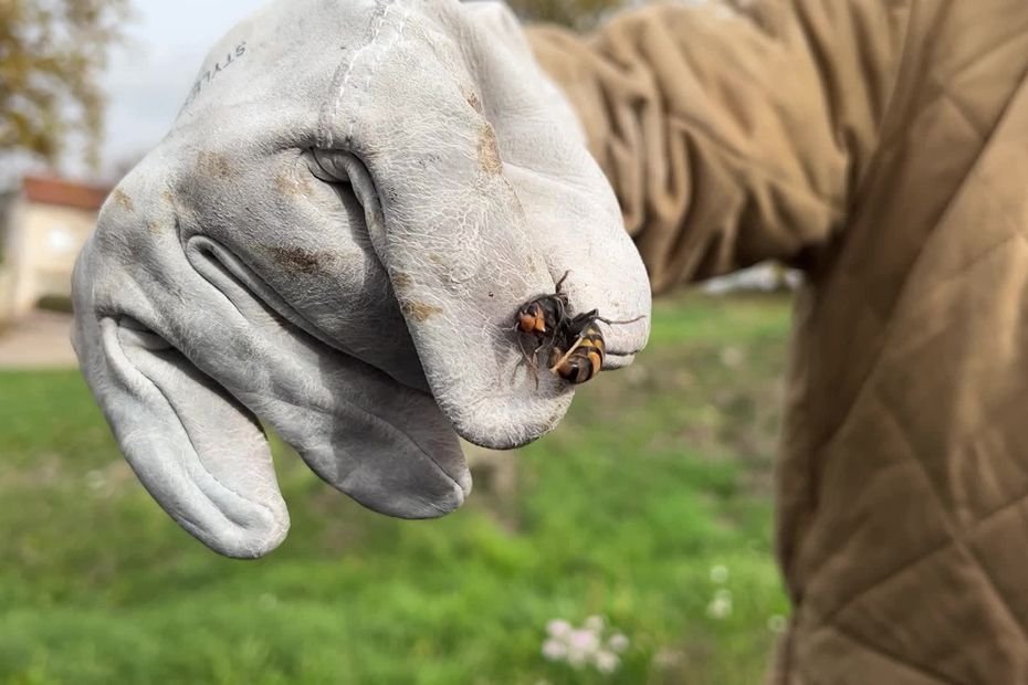 Frelons asiatiques : course contre la montre pour détruire les nids avant l’hiver