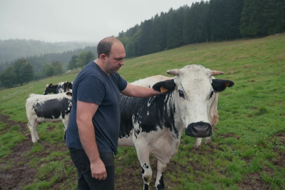Ils élèvent des vaches vosgiennes autrefois menacées d’extinction : « c’est presque nos enfants »