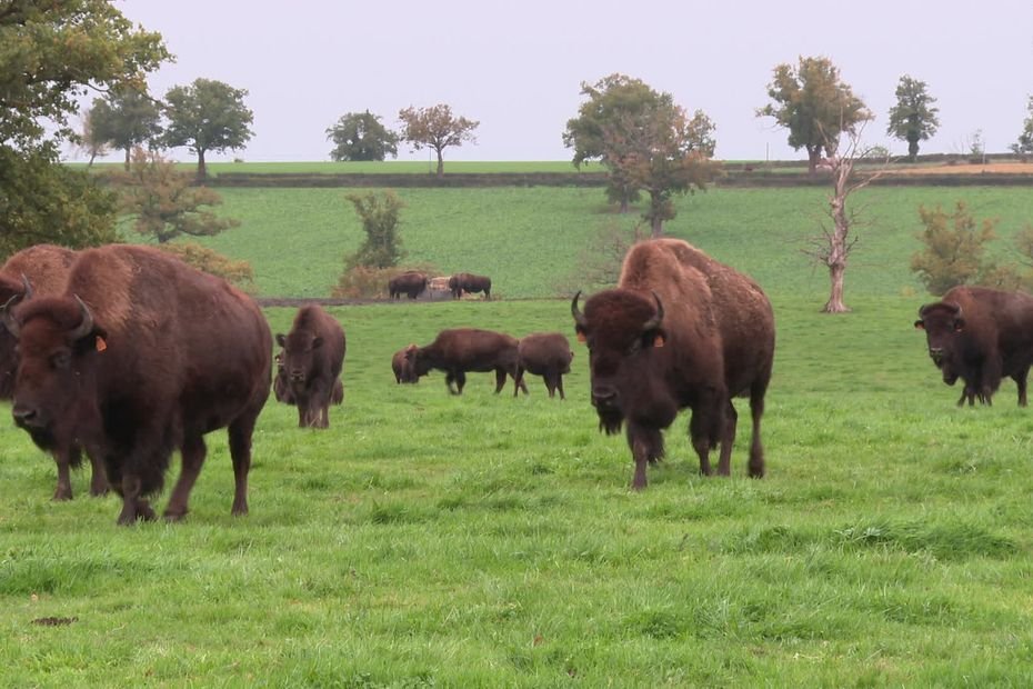 INSOLITE. Ces bisons et ces alpagas qui font le bonheur de leurs éleveurs dans l’Allier