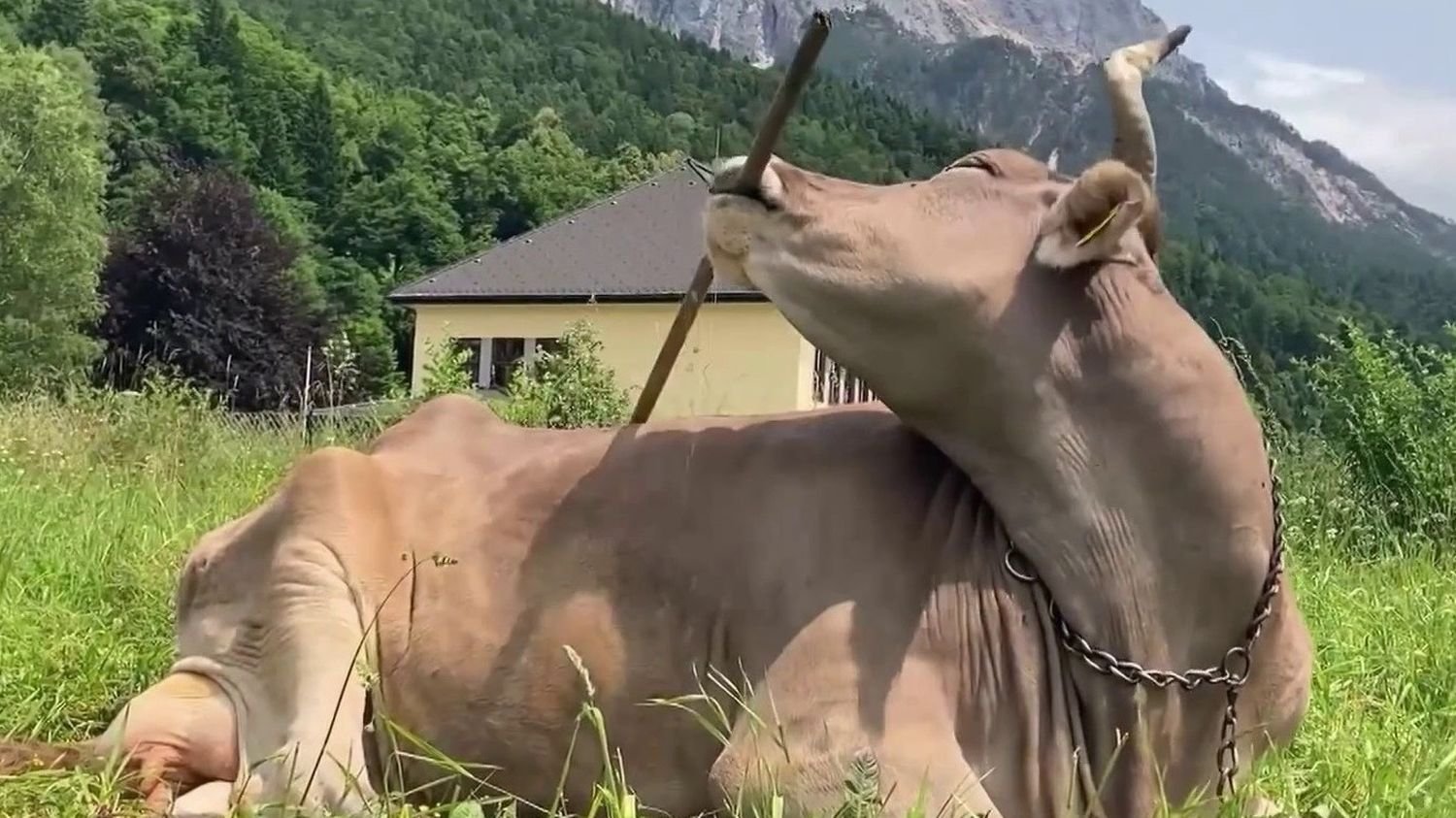 « On sous-estime les vaches » : pourquoi Veronika, la vache qui se gratte avec un balai, épate les chercheurs ?