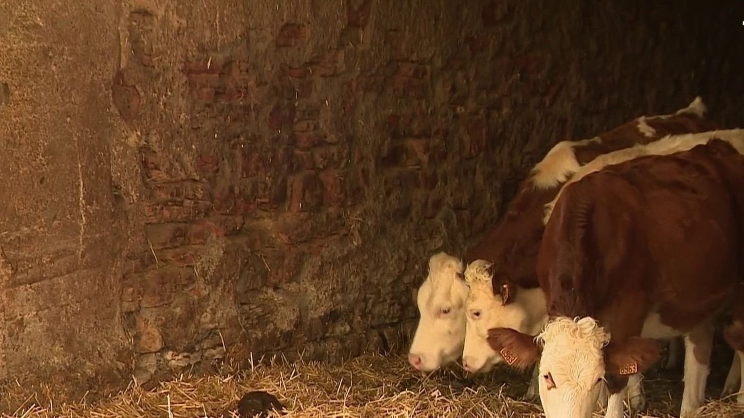 Dermatose nodulaire bovine : les agriculteurs s’opposent aux abattages