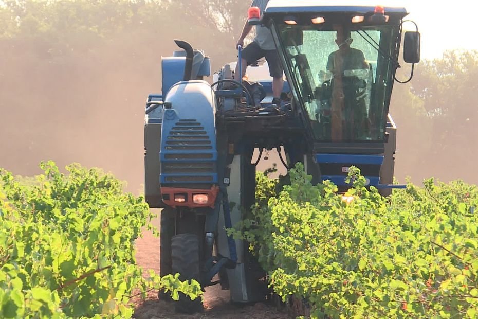 Les vendanges des rosés Côtes de Provence ont commencé avant le 15 août, cette avance se normalise
