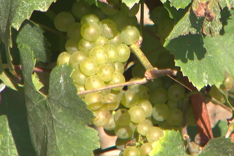 « L’avenir de la vigne est ici « : des récoltes exceptionnelles prévues en Belgique grâce au changement climatique