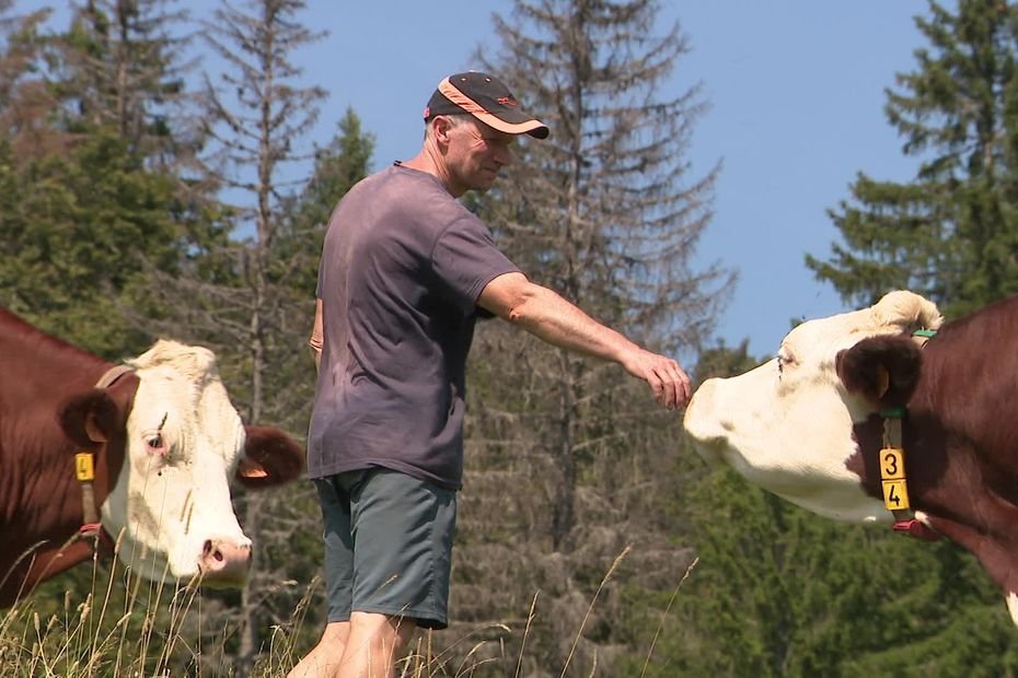 CARTE. Dermatose nodulaire : quelles sont les 9 communes du Jura où les bovins sont désormais sous surveillance ?