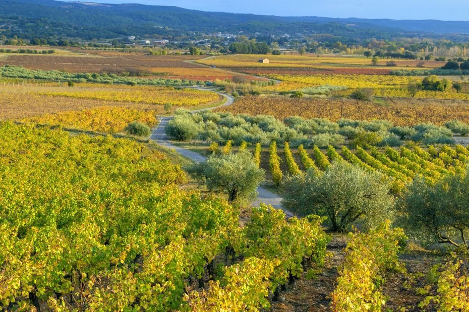« Il y a urgence à réformer, adapter et s’unir » : les 23 recommandations pour sauver la viticulture française compilées dans un rapport du Sénat