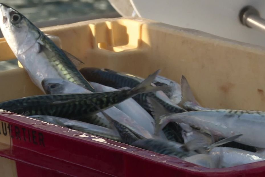Pêche aux maquereaux. L'Europe pourrait rehausser les quotas, malgré les menaces sur l'espèce