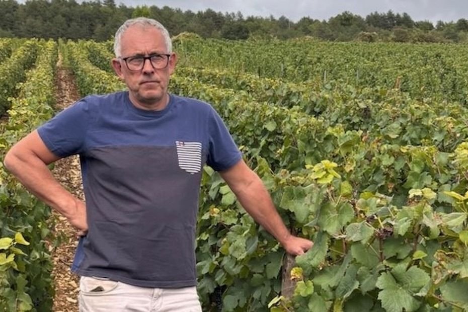 En pleines vendanges, ils se trompent de parcelle et prélèvent par erreur la vigne du voisin : « J’ai tout de suite cru à un vol »